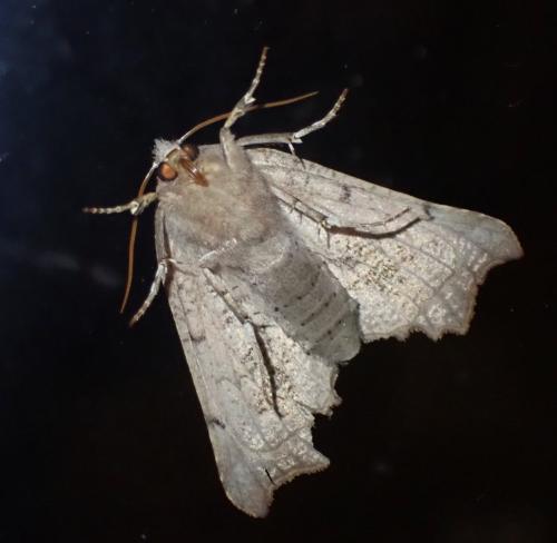 Réf. 287 339 : Scoliopteryx libatrix
